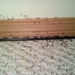 Swarming ants in a bedroom