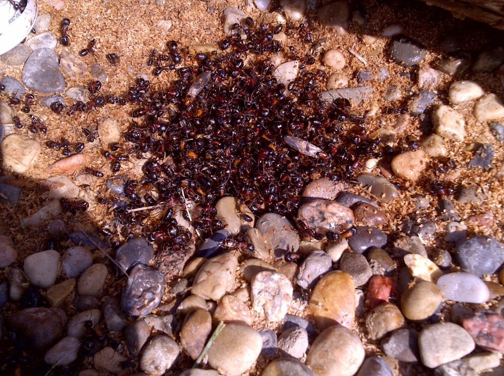 ants removal calgary
