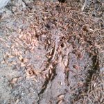Ant nest under a plant pot