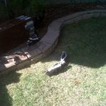 Young skunks playing in the yard