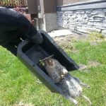 Pocket Gopher trapping