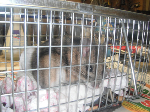 A wood rat caught in a trap