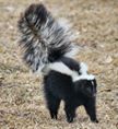 Absolute Pest Control Adult Skunk