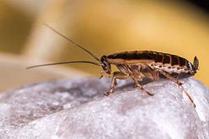 cockroaches calgary