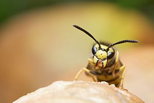 wasp exterminator calgary ab