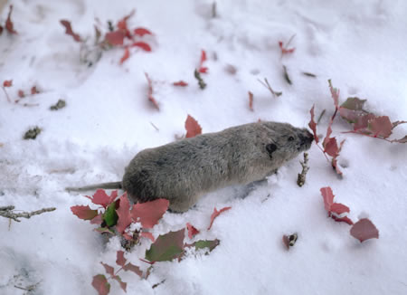 Alberta rodent Northern pocket gopher in the snow