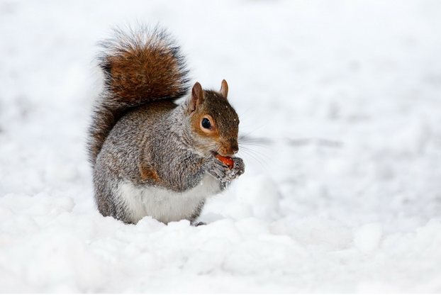 eastern gray squirrel in the snow