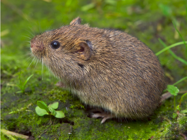 Short-tailed field Prairie vole