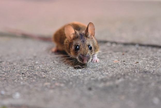 Alberta rodent house mouse 