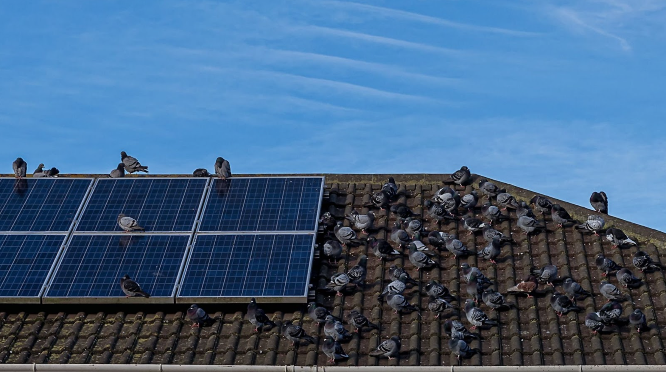 Solar Panels and Pigeons