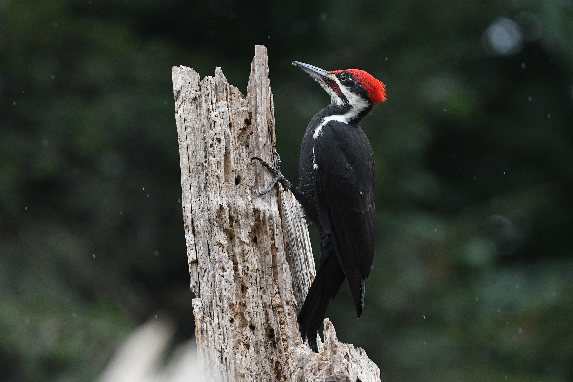 Woodpeckers in Calgary