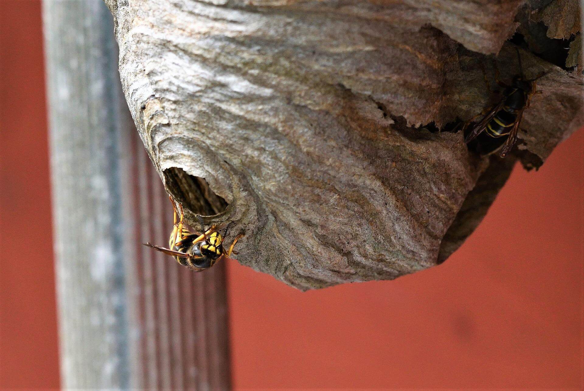 Backyard Bullies The Wasp